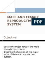 4 Male and Female Reproductive Organs PPT