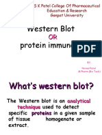 Western Blot Protein Immunoblot: S K Patel College of Pharmaceutical Education & Research Ganpat University