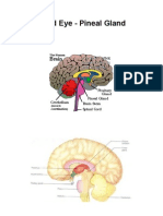 Third Eye Pineal Gland