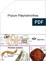 Cestodes PDF