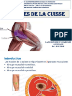 2-Muscles Cuisse PDF