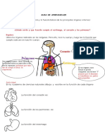 Guia Ciencias Naturales Organos Mas Importantes