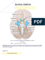 Cranial Nerve