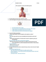 Worksheet Respiratory System