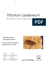 Tribolium Castaneum