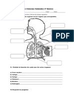 5 Guia Sistema. Respiratorio