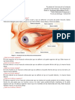 Musculos Oculares