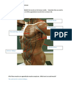 Lab 6 Appendicular Muscles Worksheet