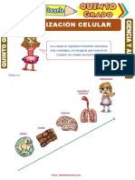 Organización Celular para Quinto Grado de Primaria