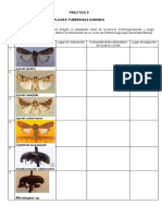 Practica 5.plagas de Tuberosas Andinas