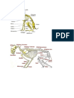 La Comparación de La Anatomía de Un Perro y Un Humano Deben Necesariamente Involucrar Todo El Cuerpo