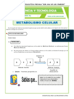 Metabolismo Celular