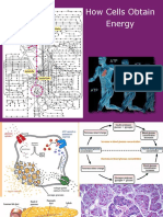 How Cells Obtain Energy