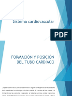 Embriologia Del Sistema Cardiovascular