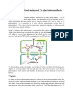 Advantages and Disadvantages of C4 Plant Photosynthesis