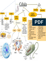 Mapa Conceptual de CELULAS