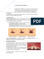 Clasificación de Las Disglosias Labiales