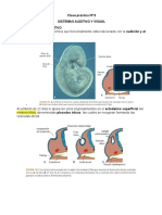 Sistema Auditivo y Visual