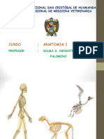 Osteologia Mamiferos 2017 PDF