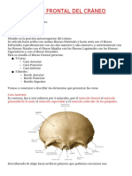 Hueso Frontal Del Cráneo