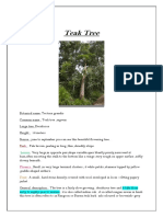 Teak Tree - Rishika Jain