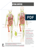 Sistema Linfatico PDF