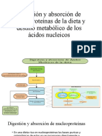 Digestión y Absorción de Nucleoproteínas de La Dieta y Destino Metabólico de Los Ácidos Nucleicos