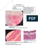 Histologia Practica 1