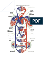 Sistema Cardiovascular