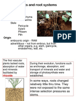 Bio 101 Roots