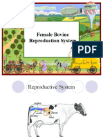 Female Bovine Reproduction System