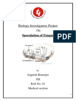 Sporulation of Fungus Project Biology (Cbse 12)