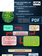 Diapositivas Familia Euphobiceae