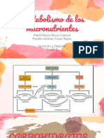 Metabolismo Macronutrientes