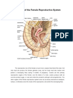 Anatomy of The Female Reproductive System