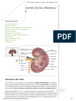 Riñón - Anatomía y Funciones, y Cálculos Renales - Biblioteca Médica