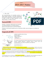 Arn, Adn y Poreteinas Clase 2