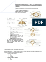 RX Columna