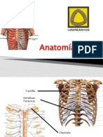 Anatomia Del Torax