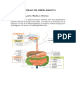 Cuidado Del Sistema Digestivo