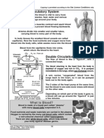 Circulatory System Activity