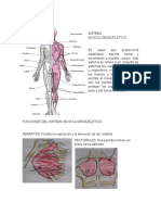 Sistema Musculoesquelético