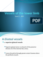 Vessels of The Lower Limb