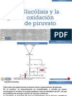 Clase BIO Glucolisis y Metabolismo Del Glucogeno PDF