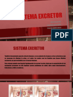 Sistema Excretor Sena