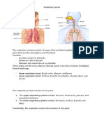 Respiratory System