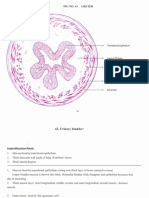 Histology Notes 3