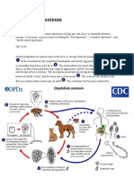 Dipylidium Caninum: Causal Agent