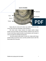 PDF Akar Anggrek Anatomi Tumb DL