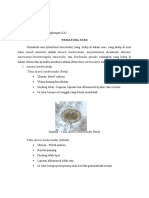 Bentuk Telur Dan Cacing Dewasa Nematoda Usus Beserta Ciri-Cirinya (MIKROBIOLOGI)